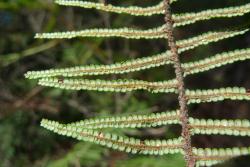 Gleichenia dicarpa. Group D. Abaxial surface of β costa and ultimate leaflets. 
 Image: L.R. Perrie © Leon Perrie 2011 CC BY-NC 3.0 NZ